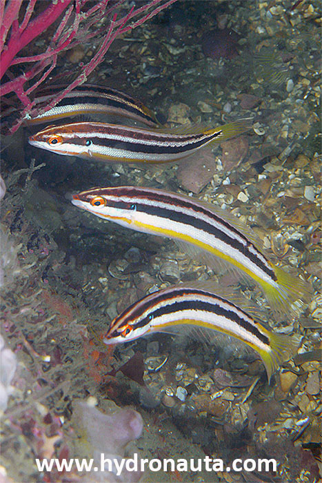 Coris melanura